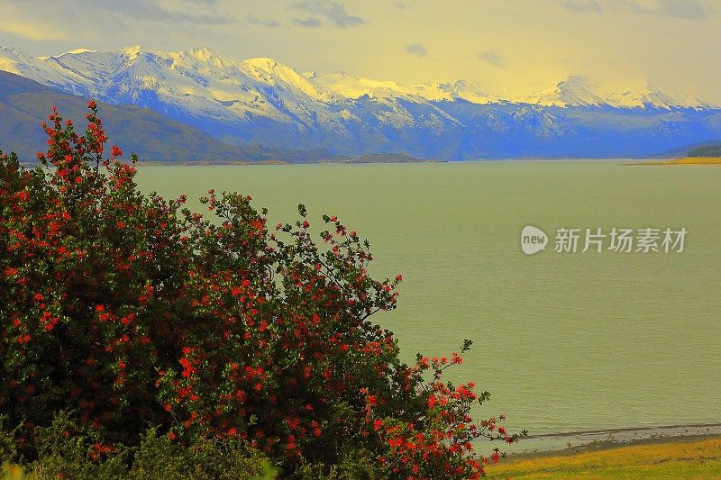 阿根廷湖，春天红花estepe，巴塔哥尼亚，El Calafate